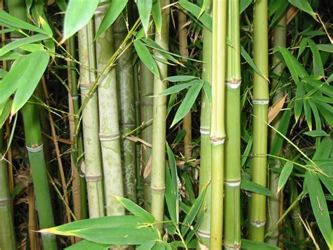 Bamboo .